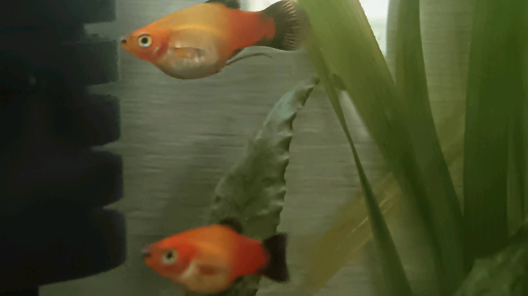 Guppy endler et Platy photo 3