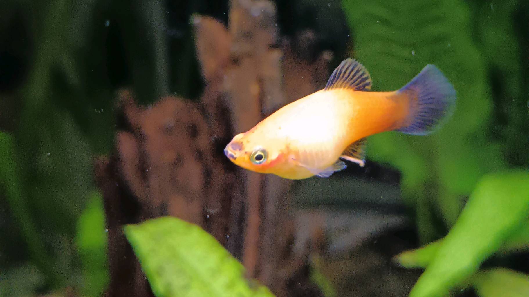 Guppy endler et Platy