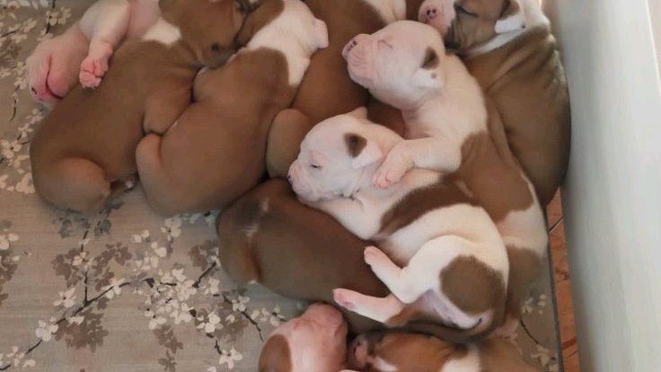 A month old American Bully photo 2