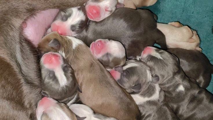 A month old American Bully