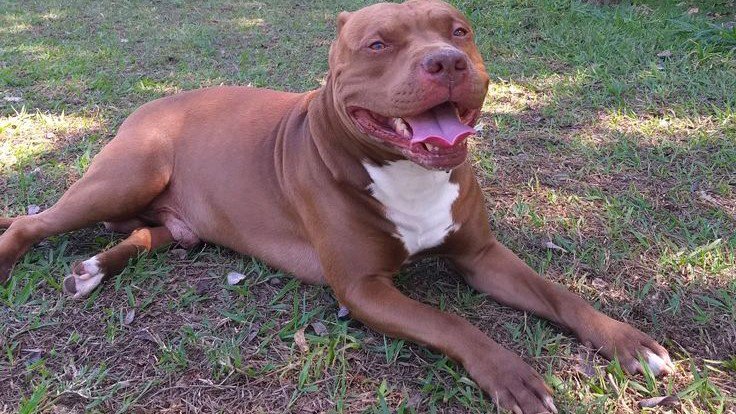 Female American Bully x