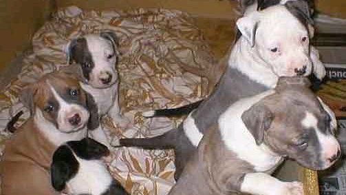 2 months old Puppies photo 2