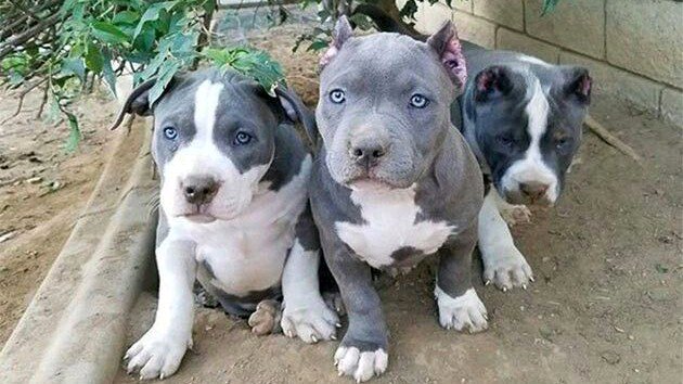 American Bully Dogs photo 3