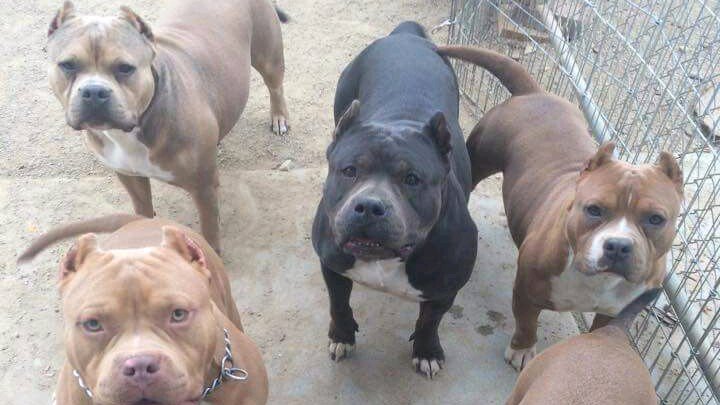 American Bully Dogs photo 2