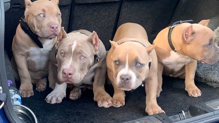American Bully Dogs