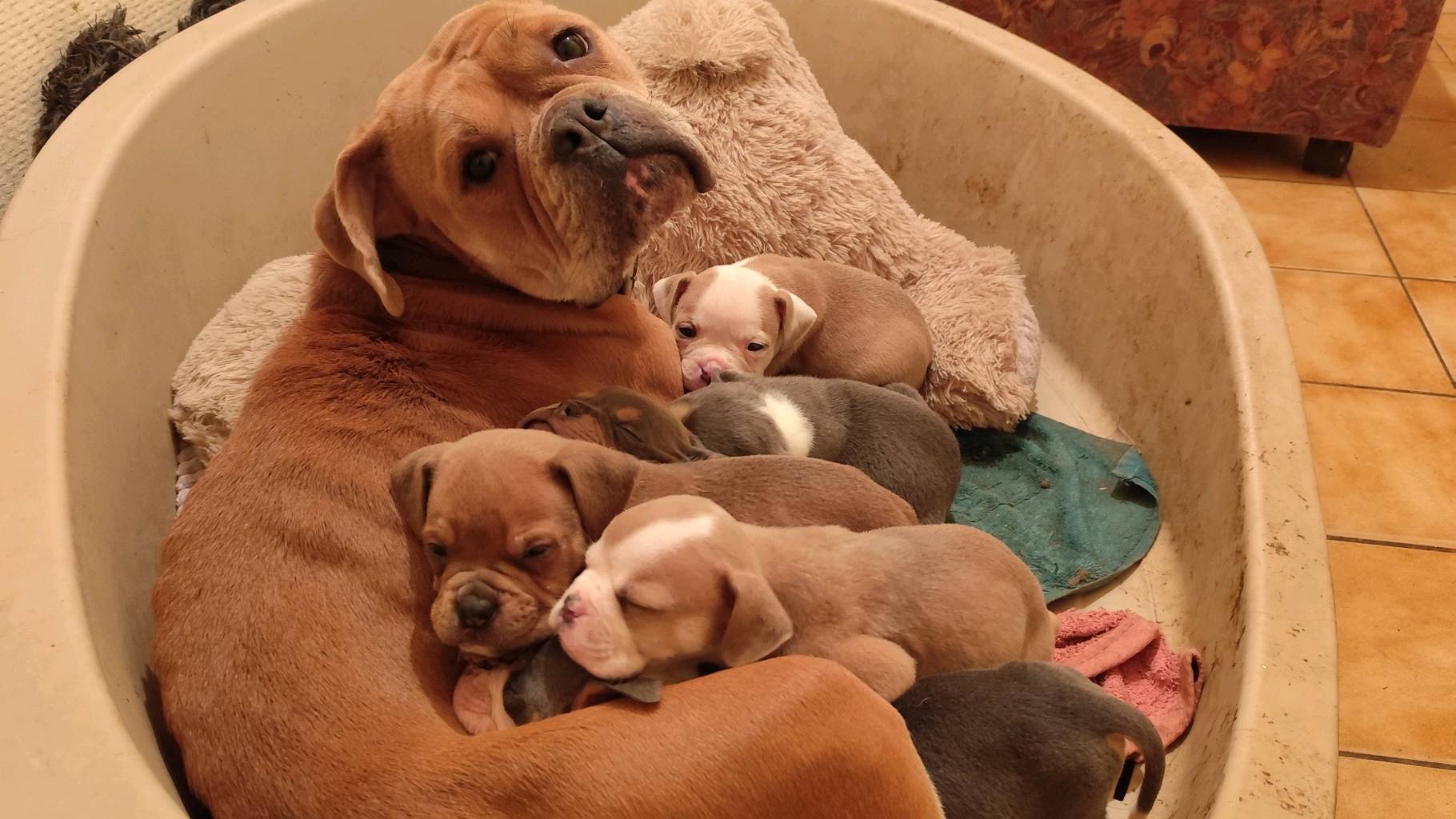 Old English bulldog à adopter