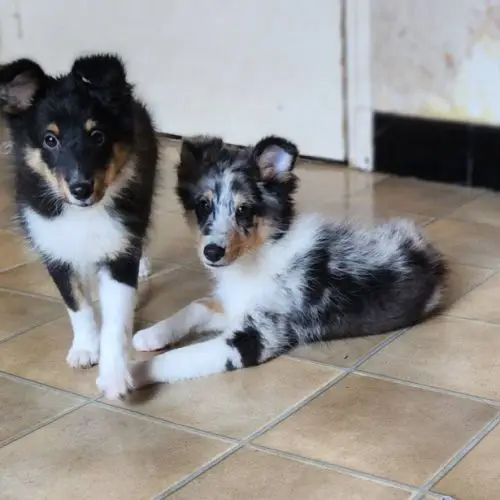 Adoption Chien Chien de berger des shetland : Chiots Berger Des ...