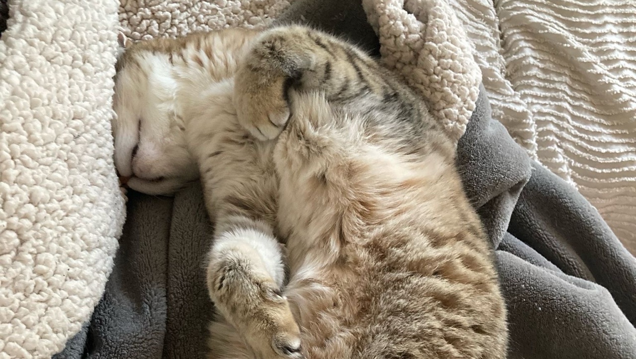 Pet sitter - étudiante ostéopathe animalier photo 2