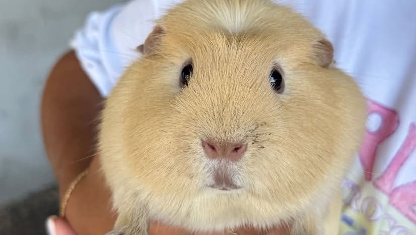 Pet sitter - étudiante ostéopathe animalier