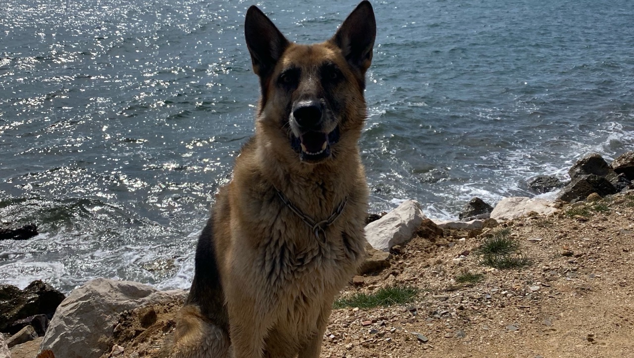 Pet sitter - étudiante ostéopathe animalier photo 4