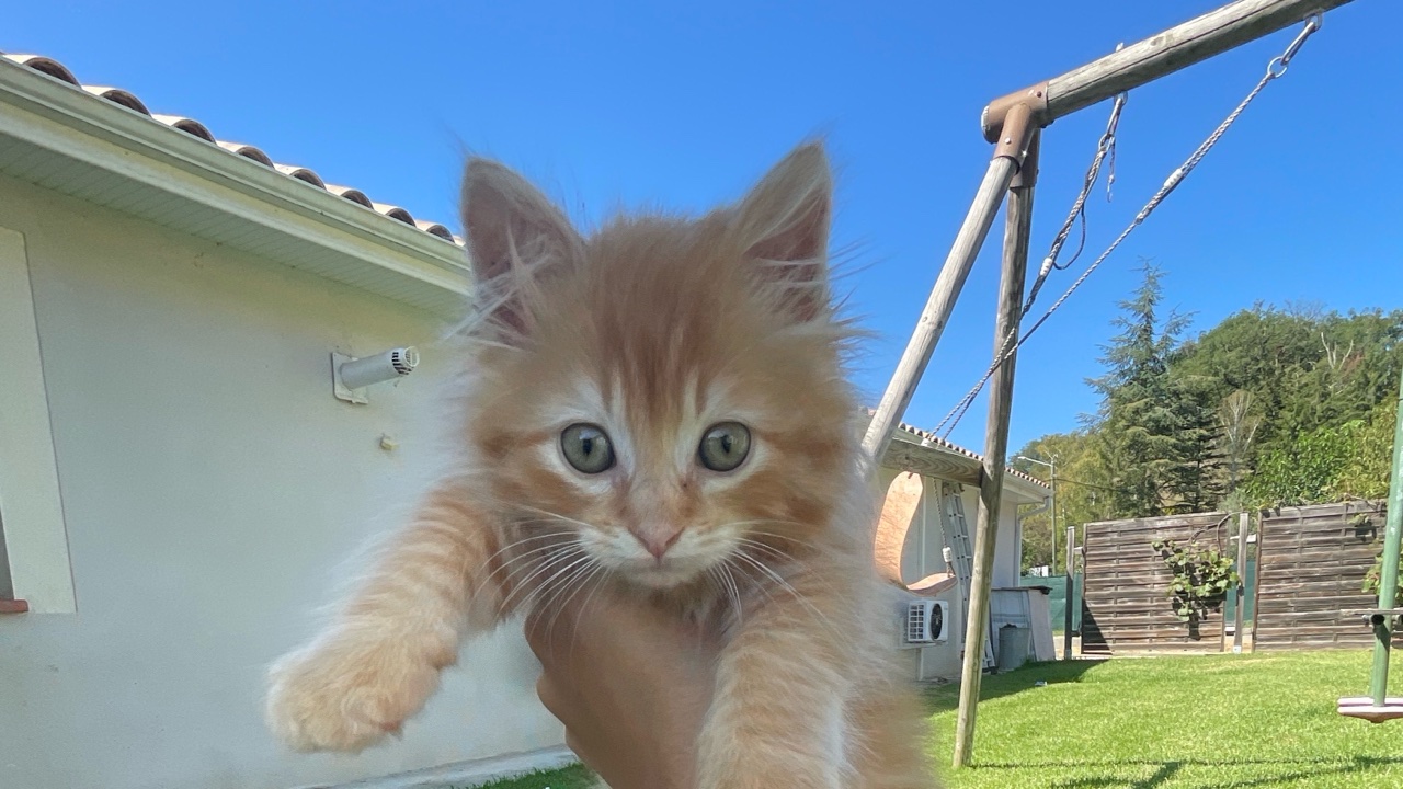 Pet-sitting fiable et attentionné – promenades & garde