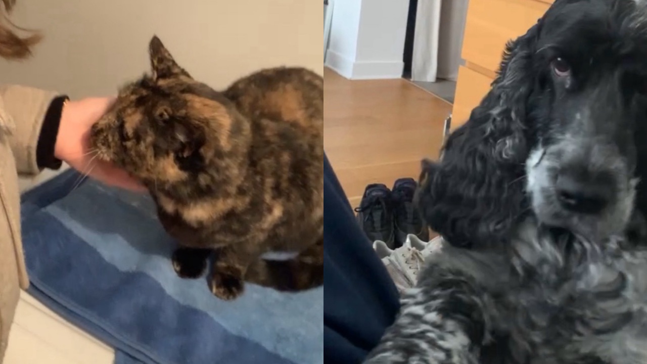 Pet sitter (visites et promenades) photo 3