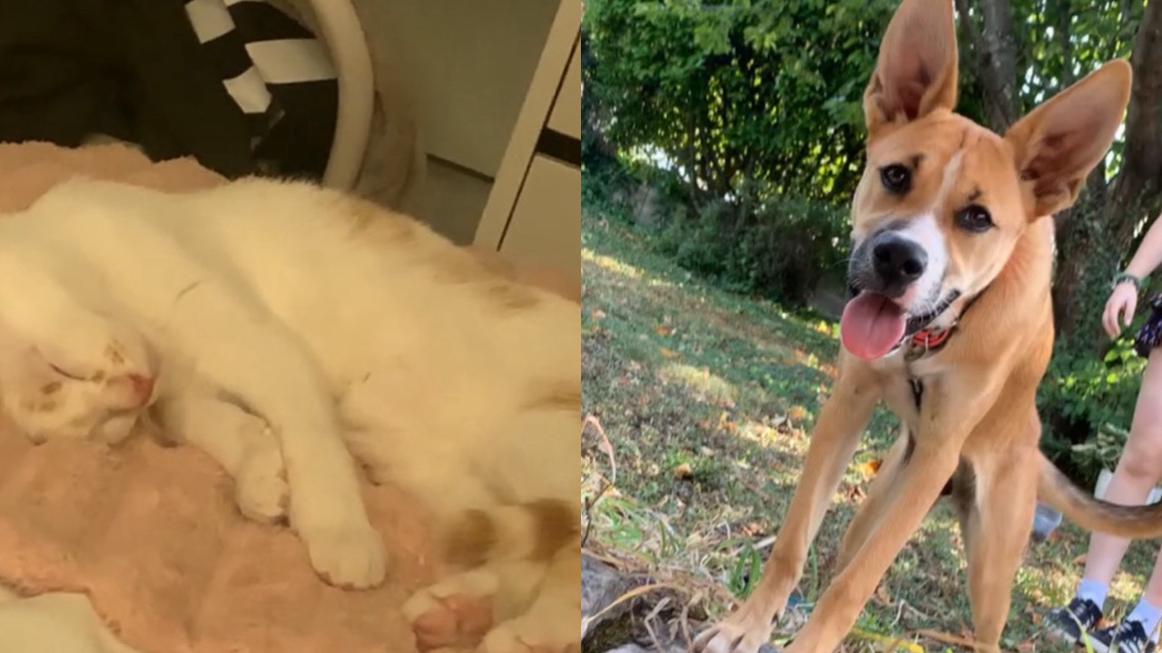 Pet sitter (visites et promenades) photo 2