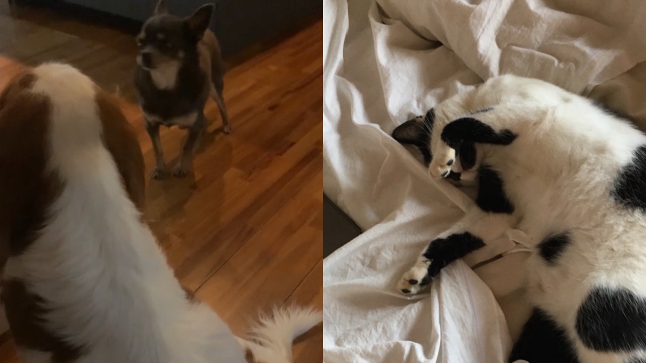 Pet sitter (visites et promenades) photo 5