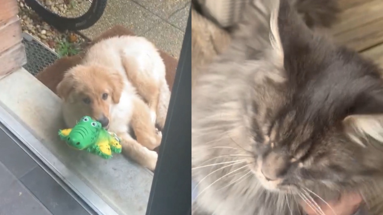 Pet sitter (visites et promenades) photo 4