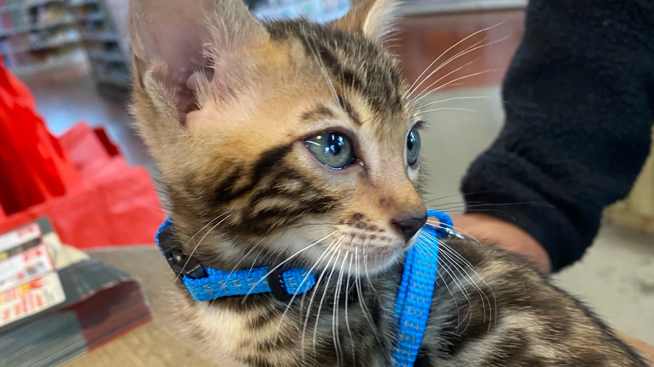 Petsitting à Nice 🐱🐾🐭