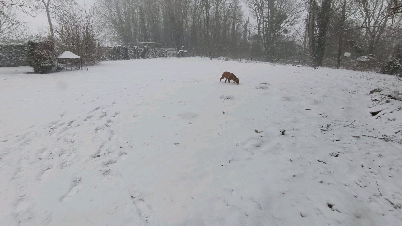La colo, chaque jour est une fête à quatre pattes ! photo 5