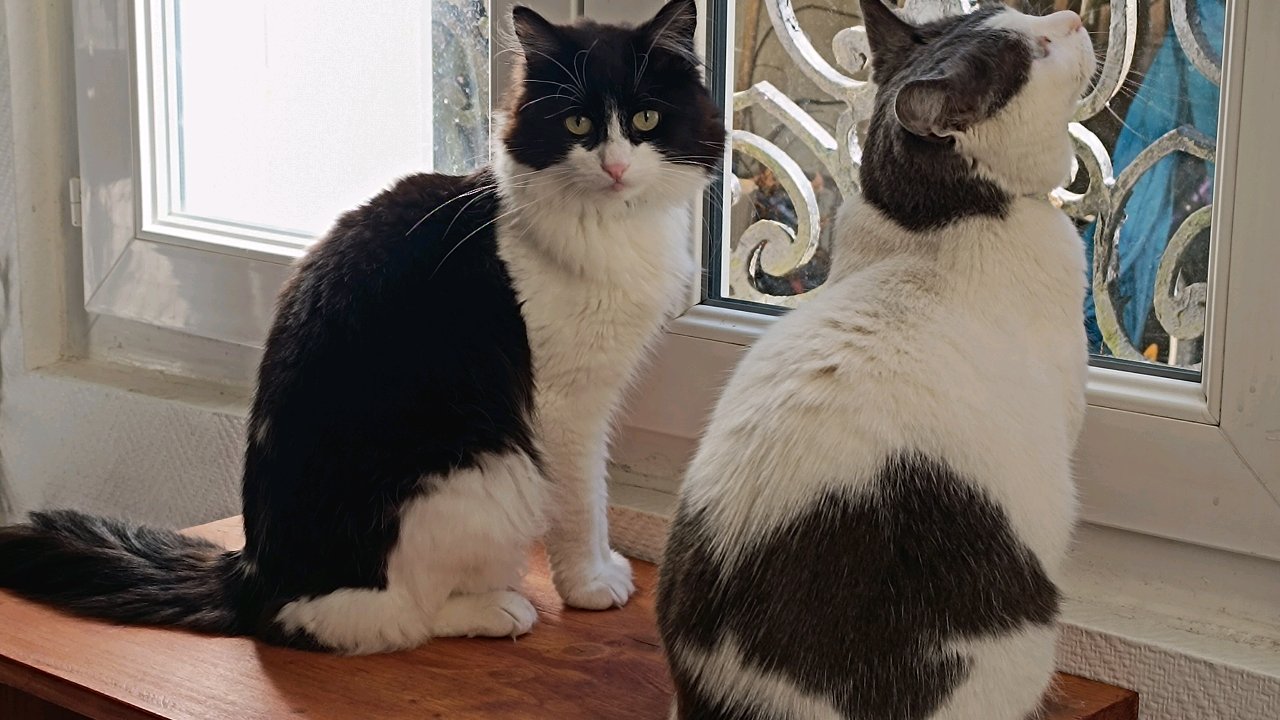 Votre chat entre de bonnes pattes photo 3