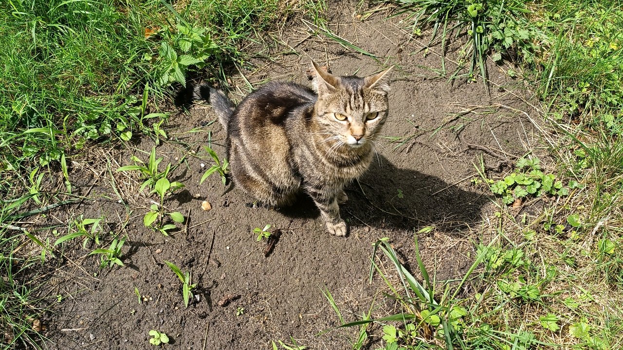 Votre chat entre de bonnes pattes photo 2