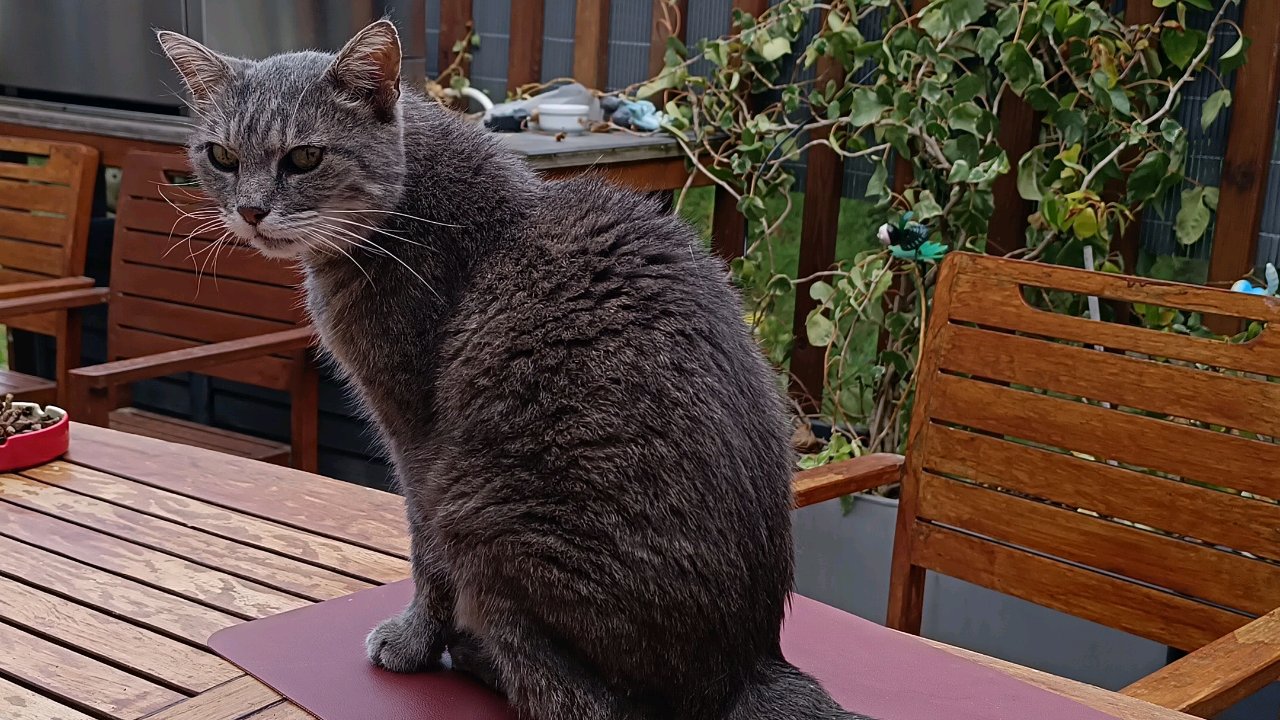 Votre chat entre de bonnes pattes