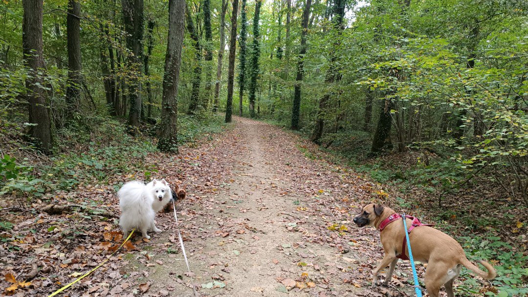 Balades canines: queues remuantes et papattes fatiguées incluses photo 2