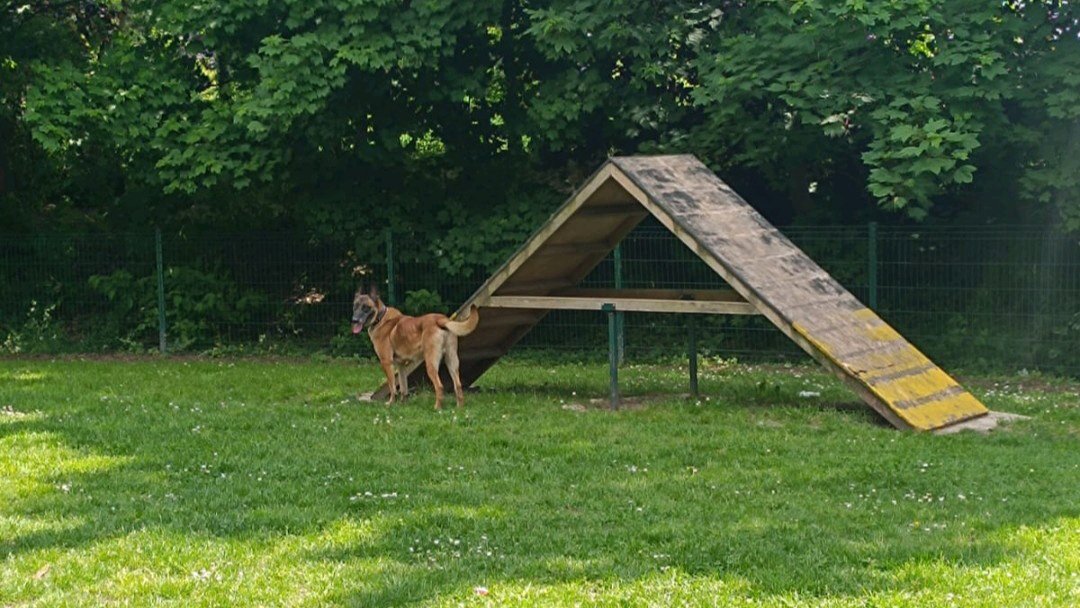 Balades canines: queues remuantes et papattes fatiguées incluses photo 6