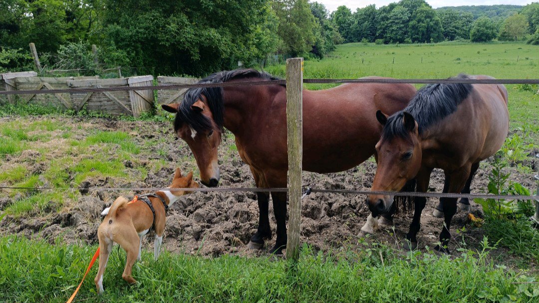 Balades canines: queues remuantes et papattes fatiguées incluses photo 3