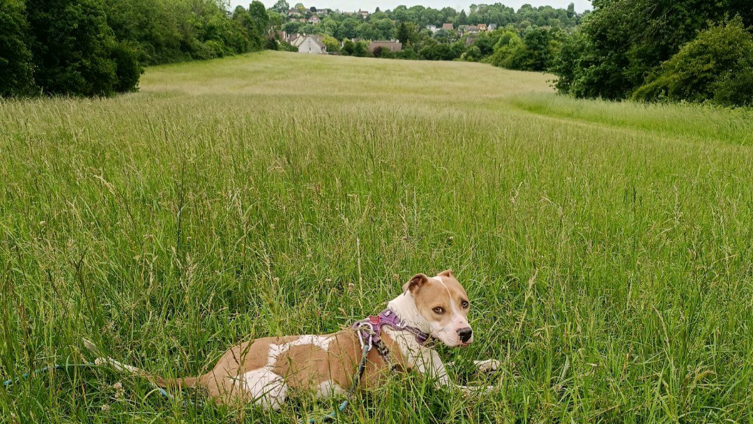 Balades canines: queues remuantes et papattes fatiguées incluses photo 5