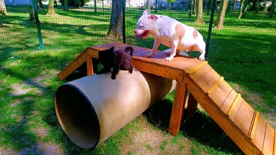 Balades canines: queues remuantes et papattes fatiguées incluses photo 4