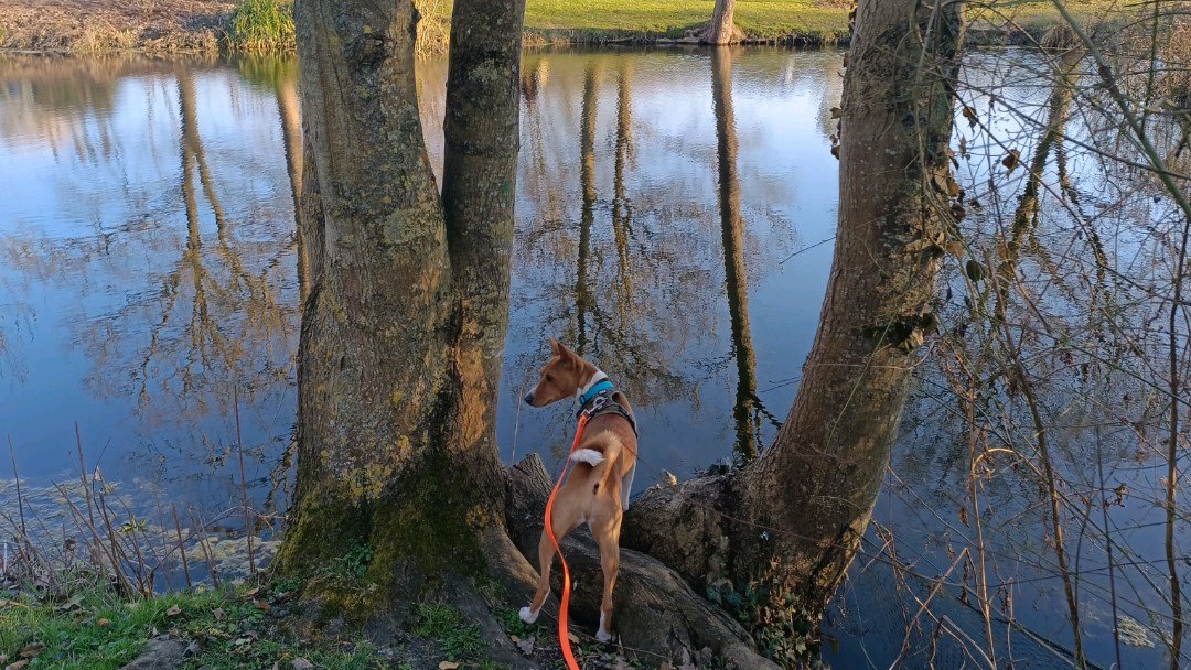 Balades canines: queues remuantes et papattes fatiguées incluses