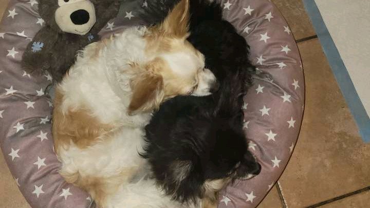 Petsitter (garde et promenade)