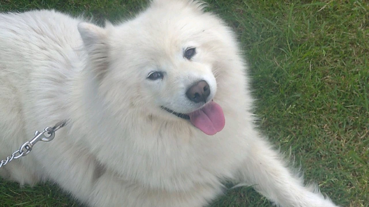 Garde / Promenade d'animaux