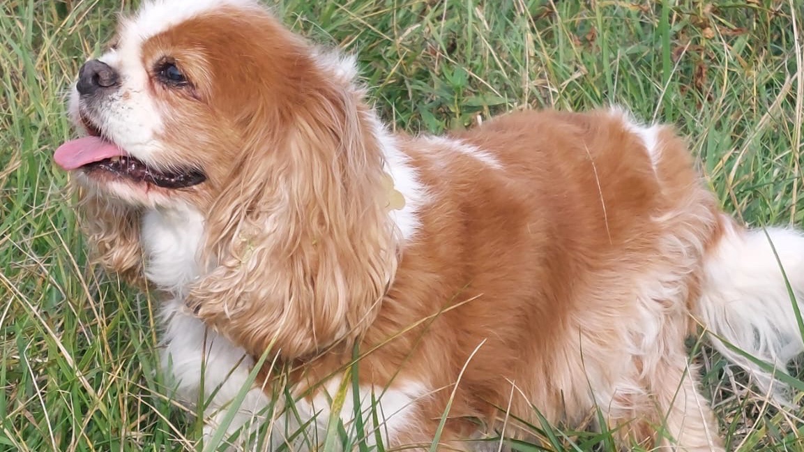 Balades pour les loulous photo 3