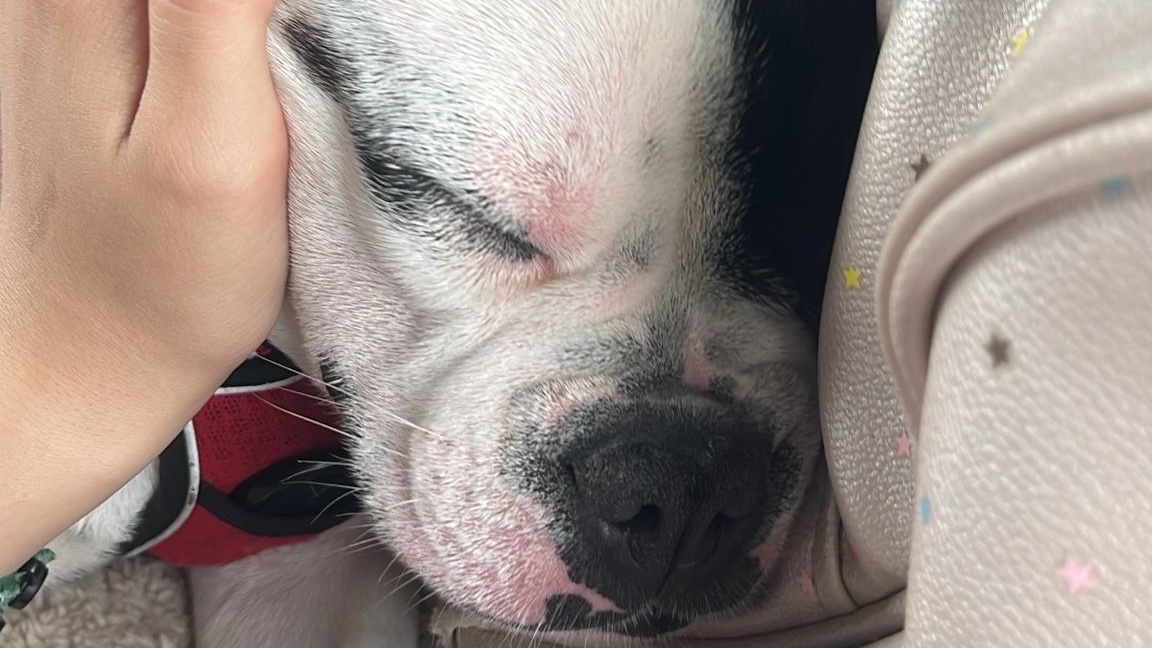 Garde d’animaux à votre domicile photo 3