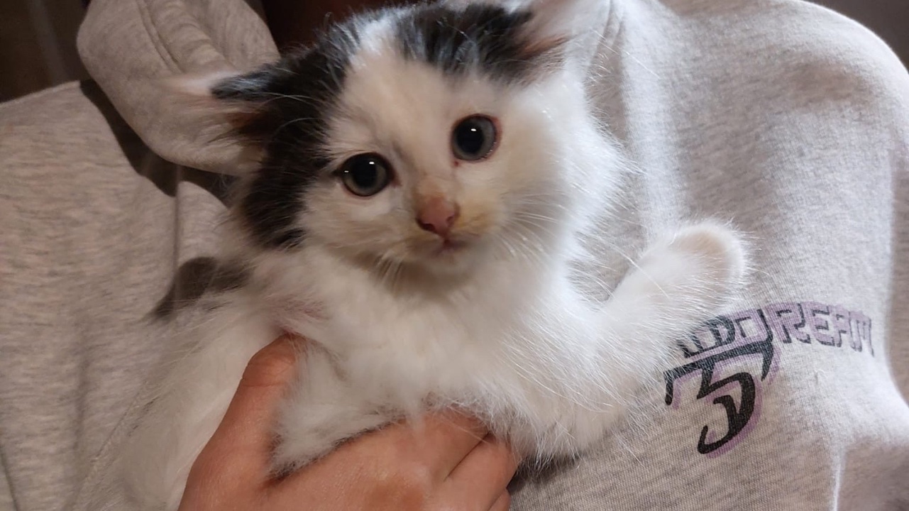 Garde d’animaux à votre domicile