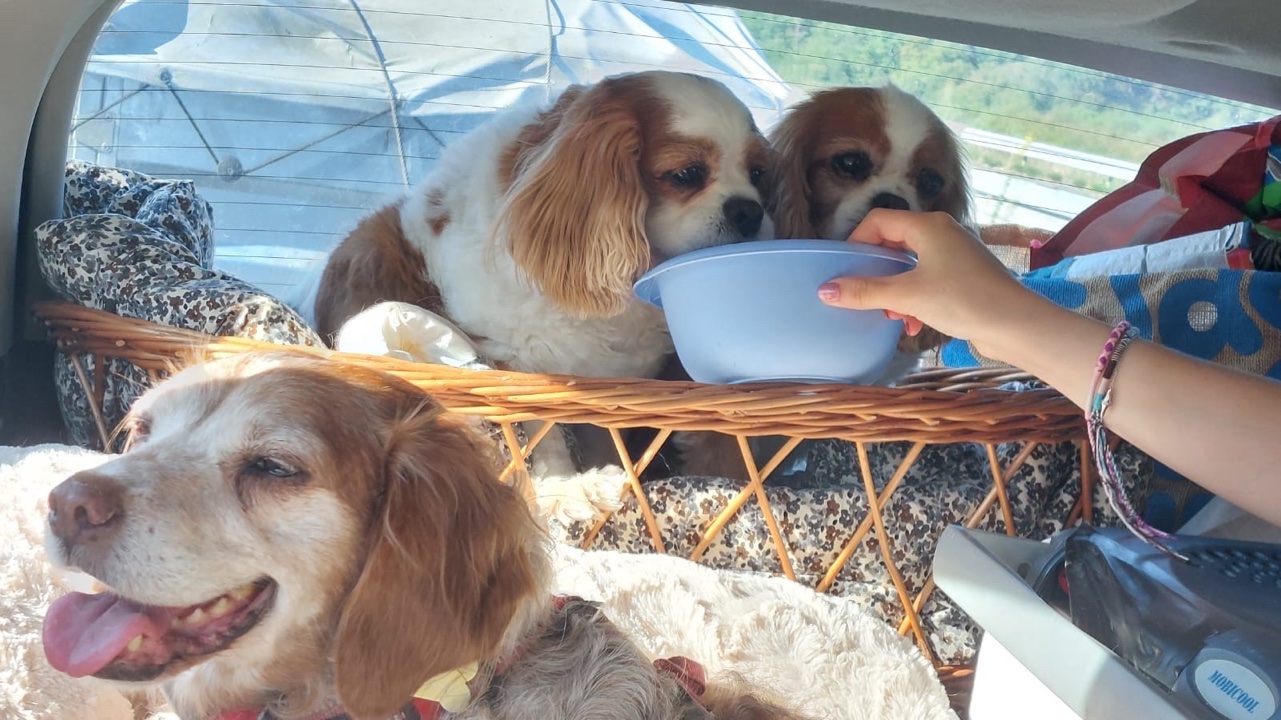 Garde d’animaux à votre domicile photo 2