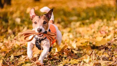 🏃🏻🐶 Promeneur chiens
