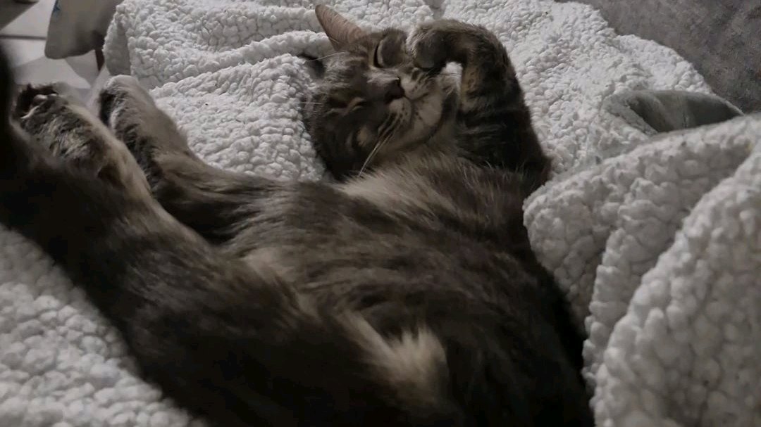 Garde d'animaux photo 2