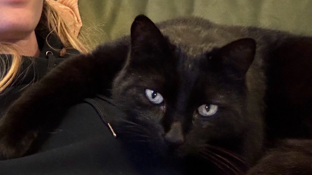 Catsitter douce et fiable Nice - garde chats photo 4