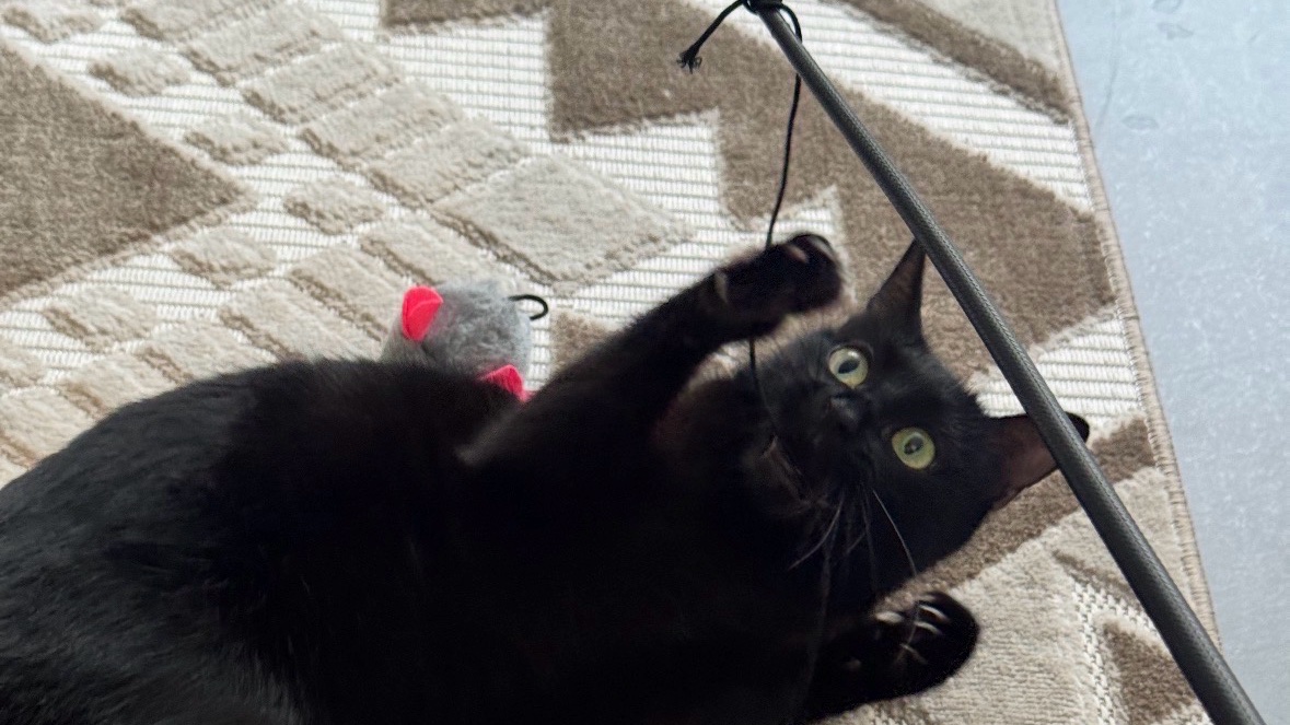 Catsitter douce et fiable Nice - garde chats photo 3