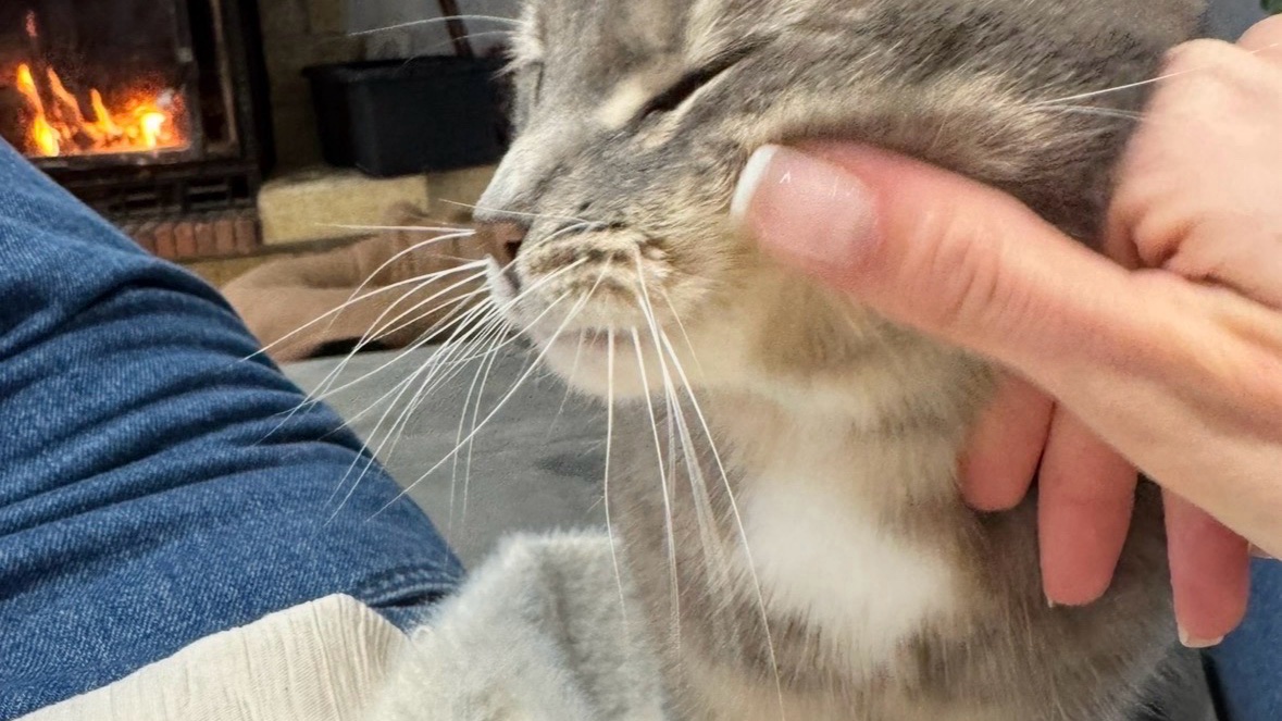 Catsitter douce et fiable Nice - garde chats photo 2