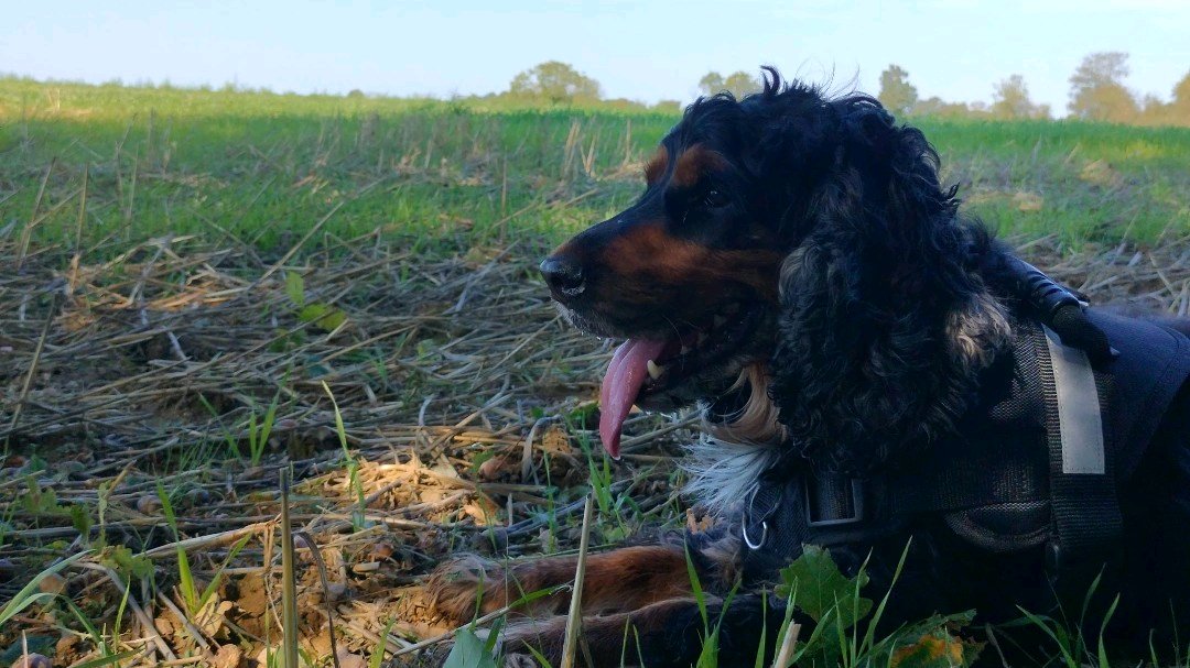 Promenade et visite animalière photo 2