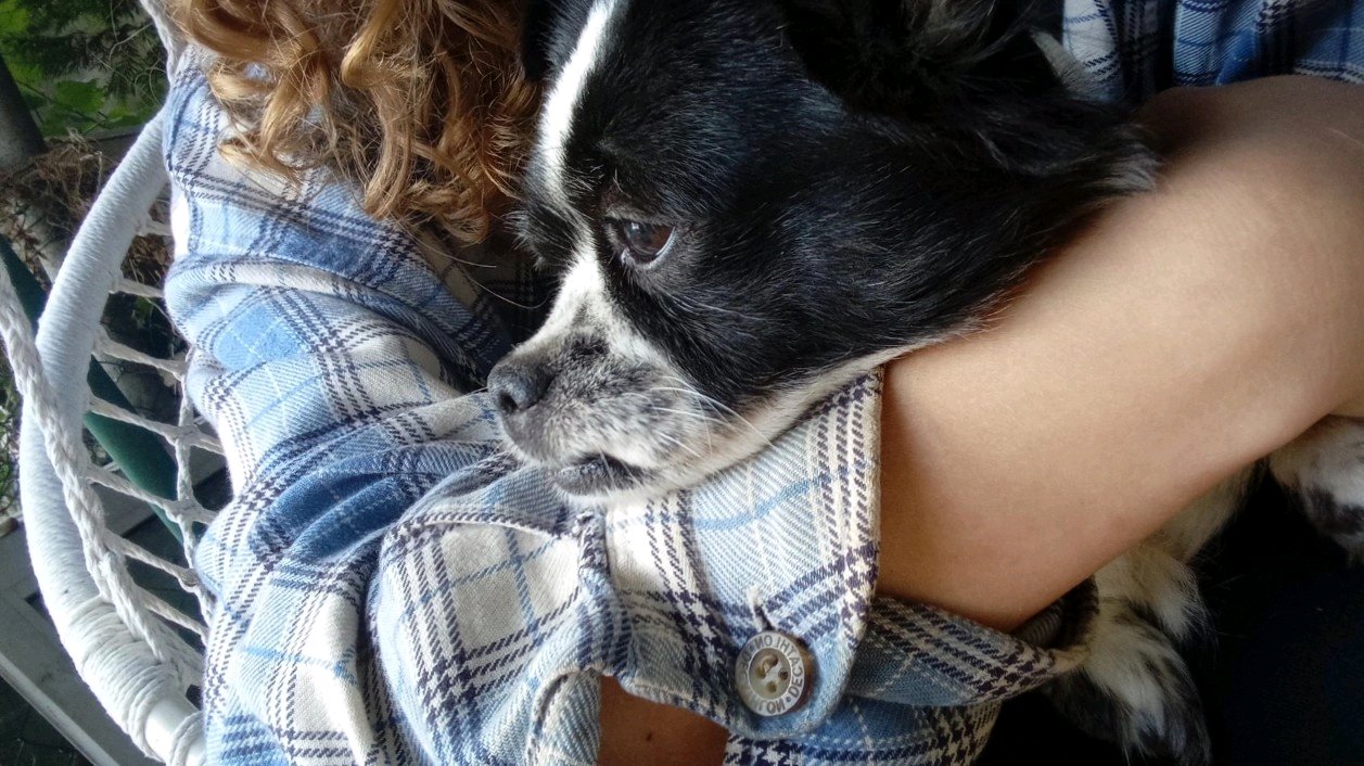 Promenade et visite animalière photo 3