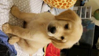 balade/promenade chien 🐾