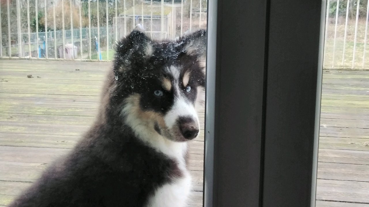 Garde de chiens chez moi. Super canine 🤗🐶 photo 2