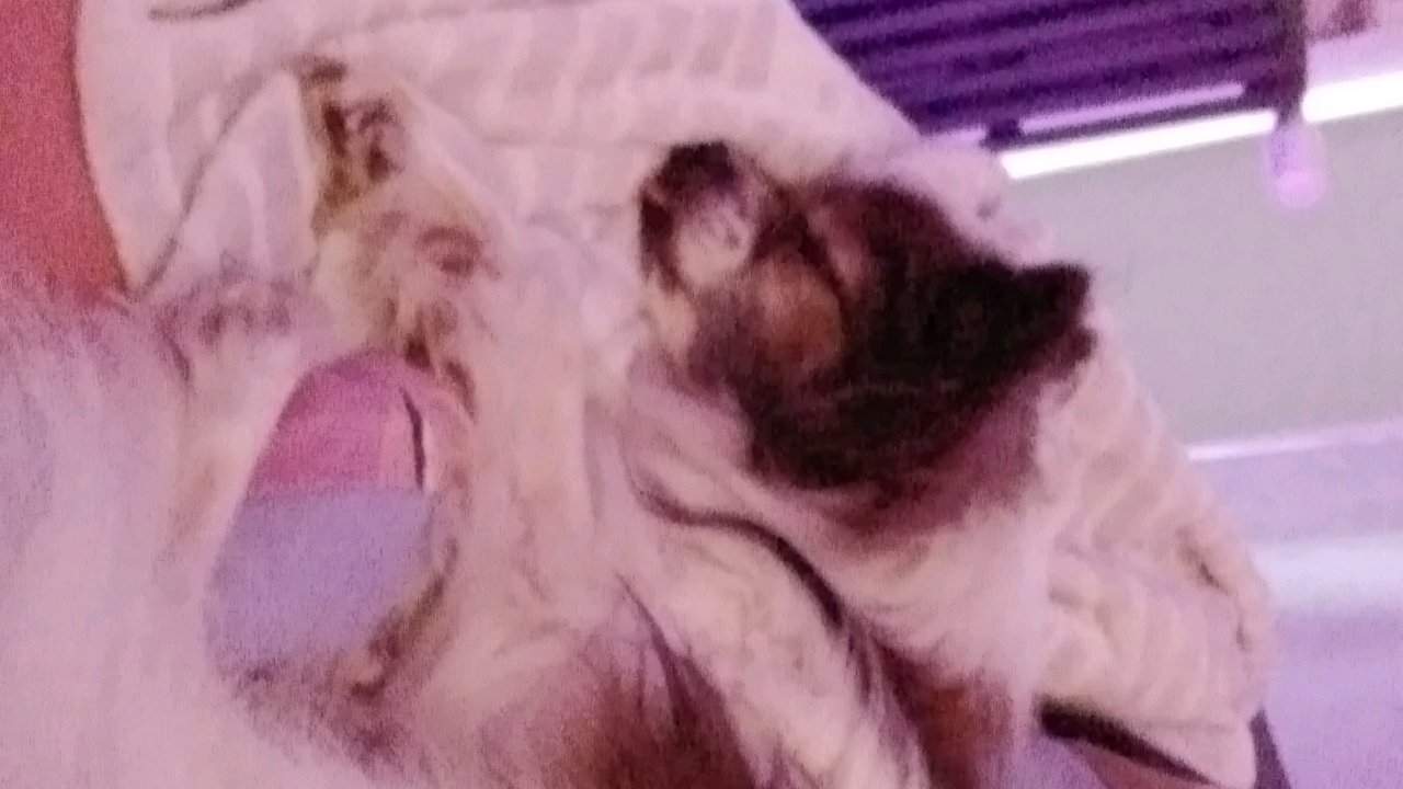 Garde de chiens chez moi. Super canine 🤗🐶