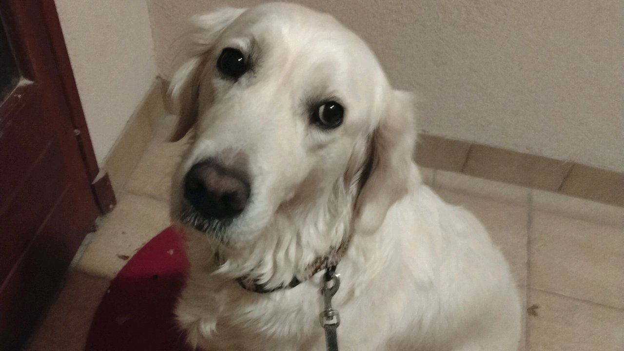 Gardiennage d animaux de compagnie photo 2