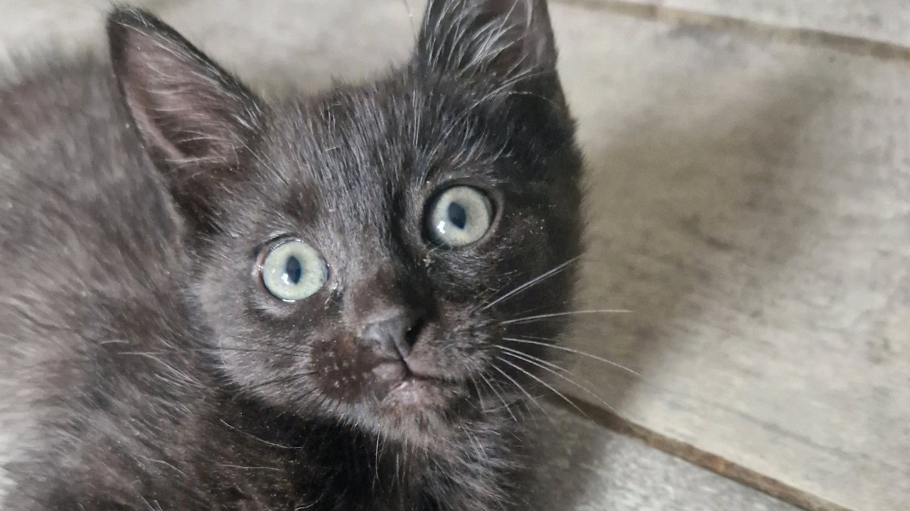 Gardiennage d animaux de compagnie photo 3