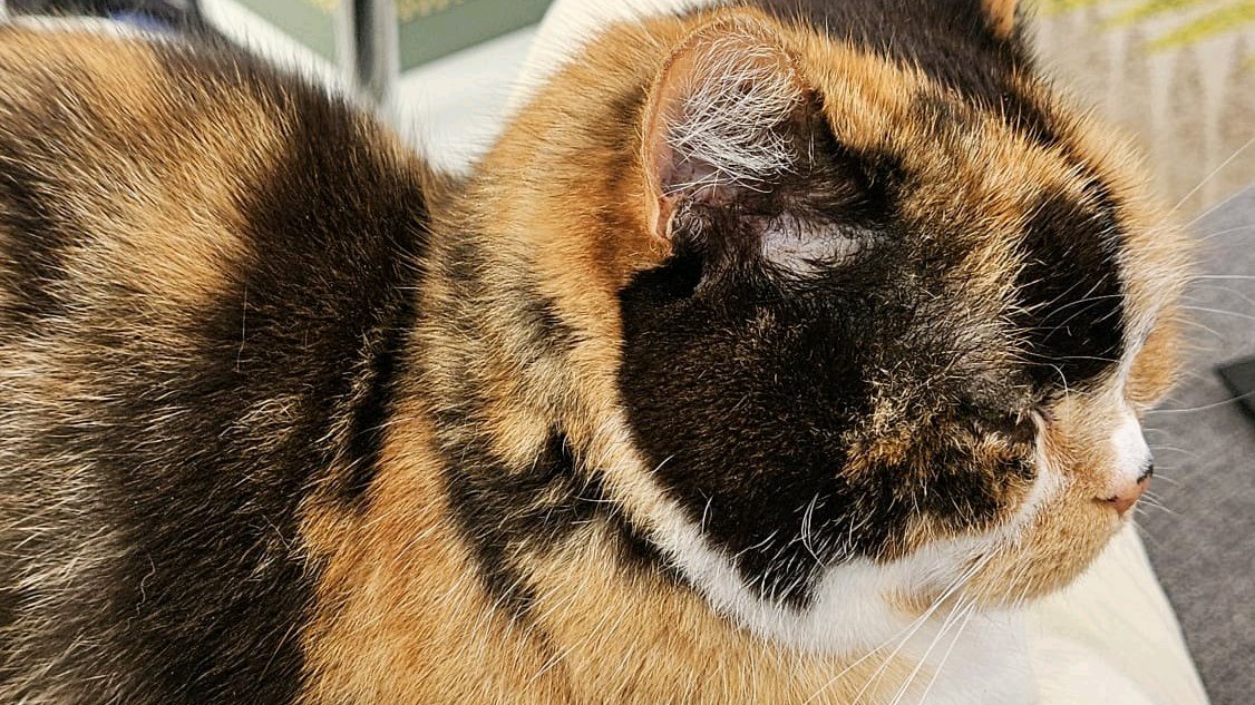 Cuidado de mascotas y plantas a domicilio – Asturias