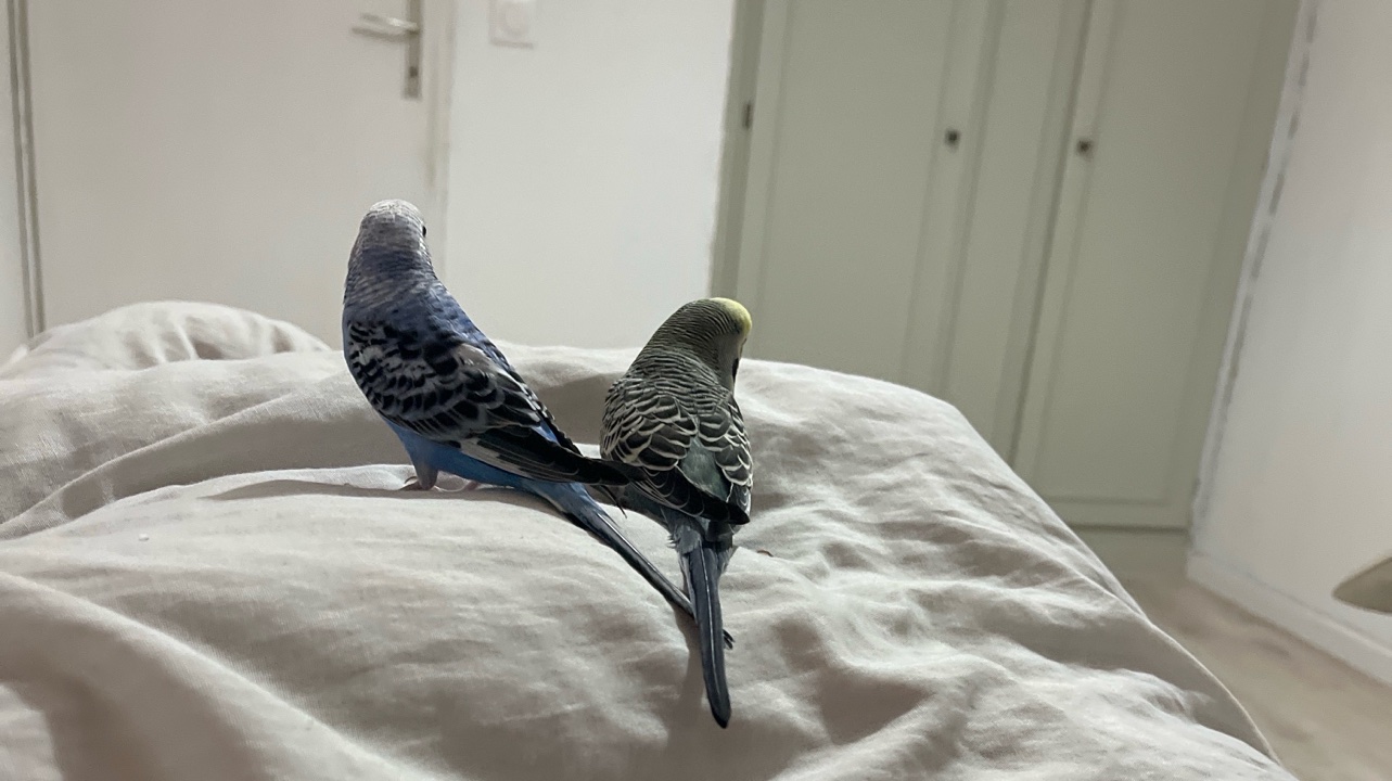 Garde d’animaux photo 2